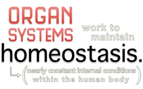 A&P Big Idea - Homeostasis