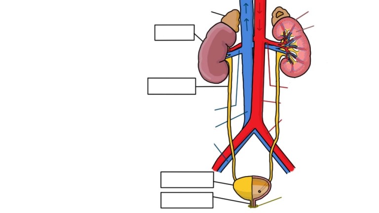 Urinary System – Videos and Resources – Siebert Science